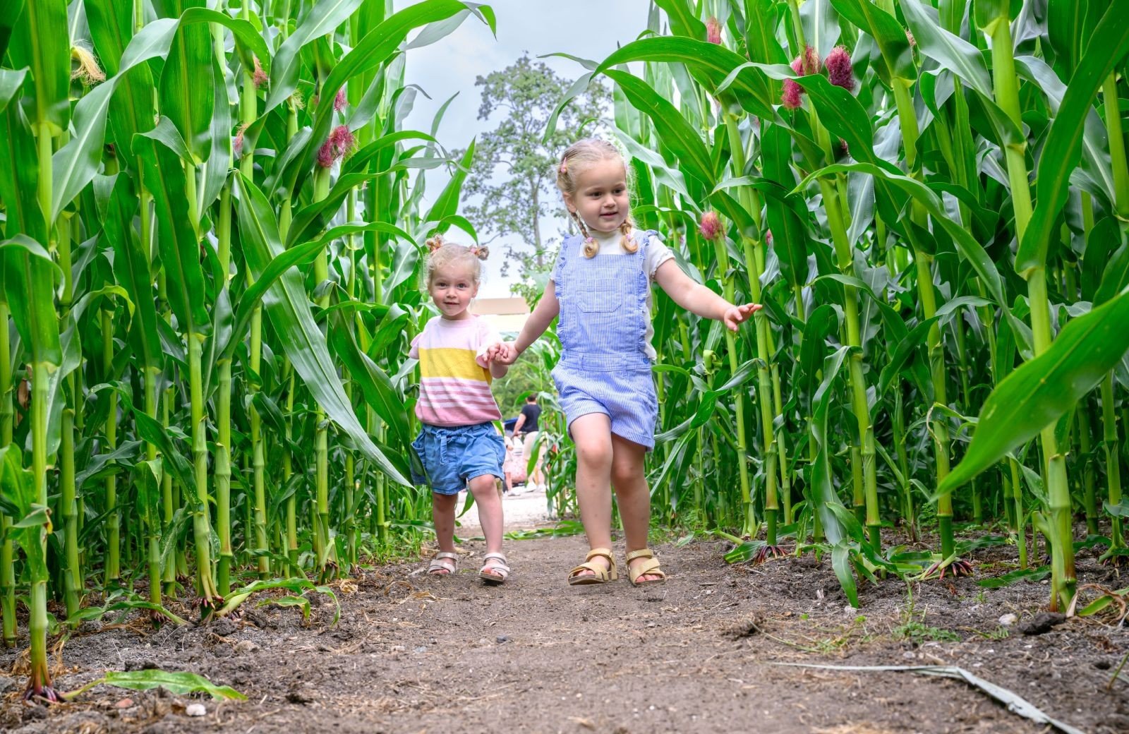 Maize Maze