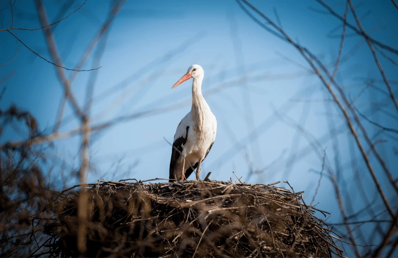 Storks' nest